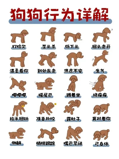 小狗调皮行为攻略及应对方法