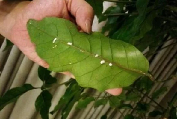 摇钱树虫害防治与种植攻略