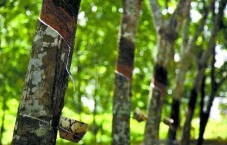 快速获取蚕丝攻略：砍伐白杨、苹果、橡胶树技巧